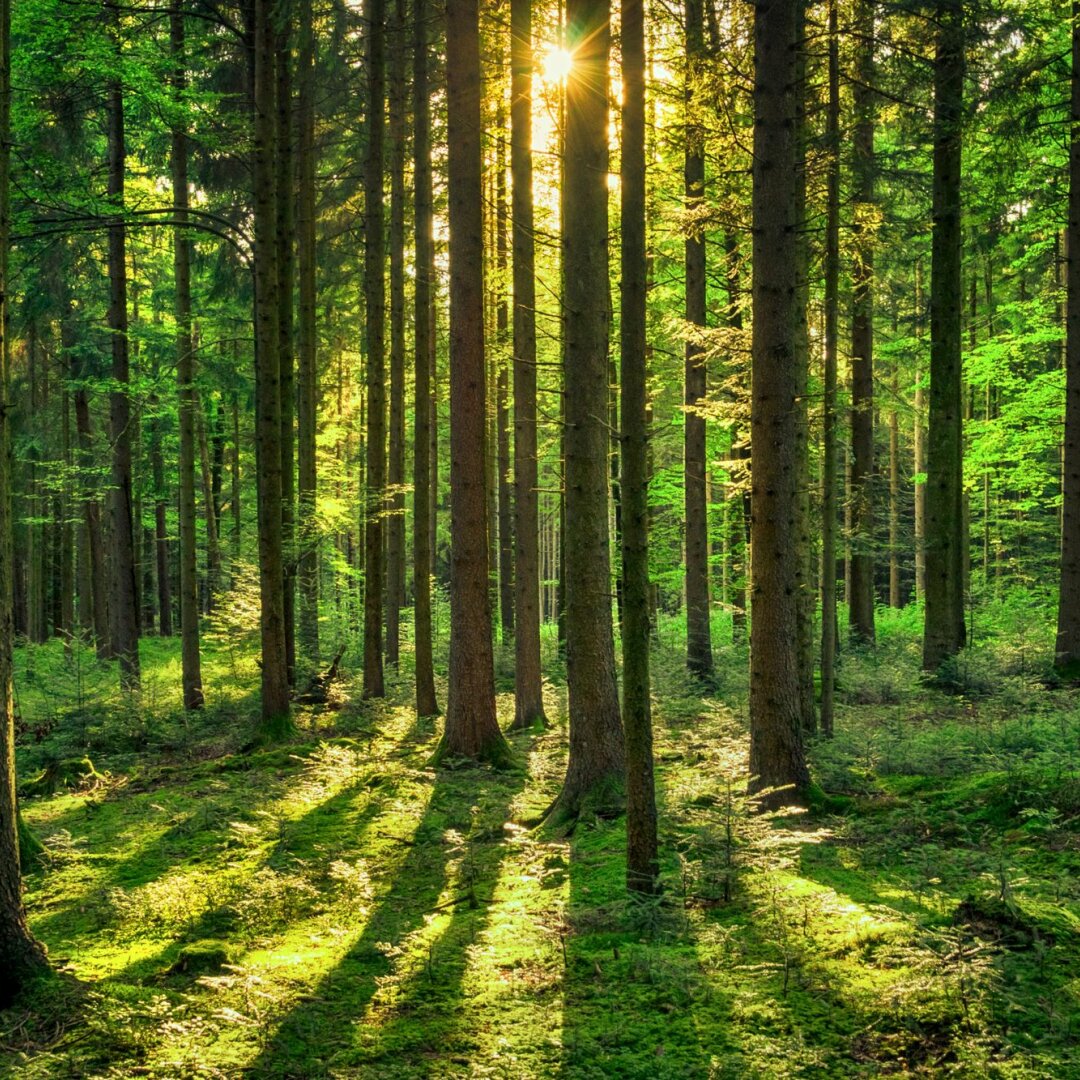 31. März 2025: Ab dem 1. April können bayerische Gemeinden das Prädikat 'Waldheilbad' oder als Vorstufe das Prädikat 'Ort mit Waldkurbetrieb' erhalten. - © AdobeStock / Andreas Krappweis Auf dem Bild ist ein Wald mit vielen Bäumen zu sehen, am oberen Rand scheinen Sonnenstrahlen durch die Bäume hindurch.