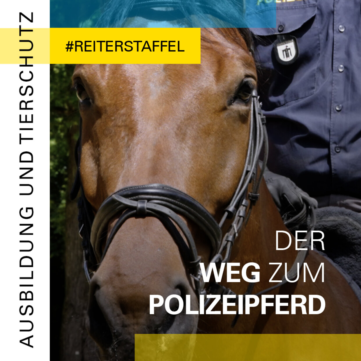 Video: Der Weg zum Polizeipferd - Ausbildung und Tierschutz